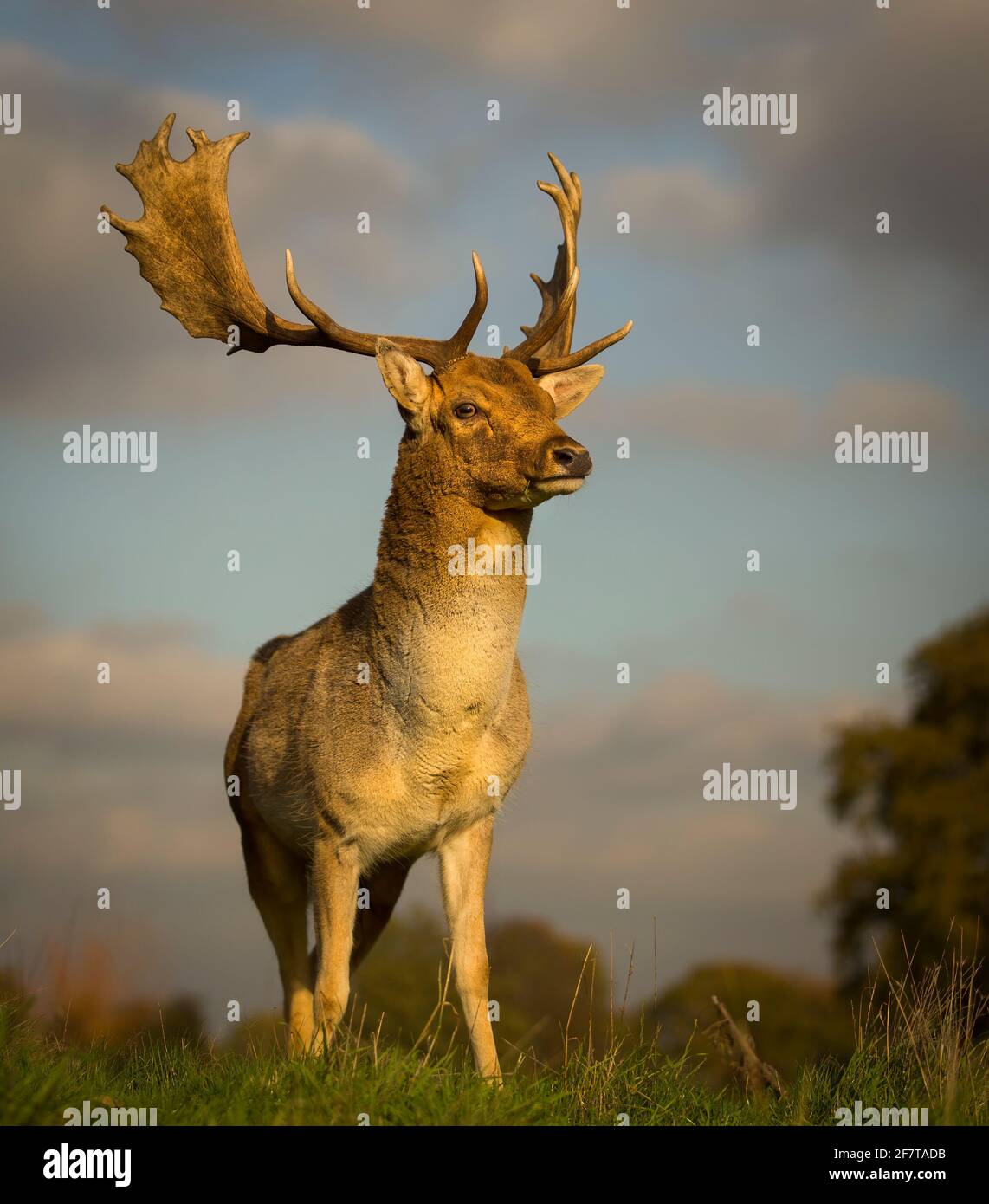 Flow Deer buck arpentant son domaine Banque D'Images
