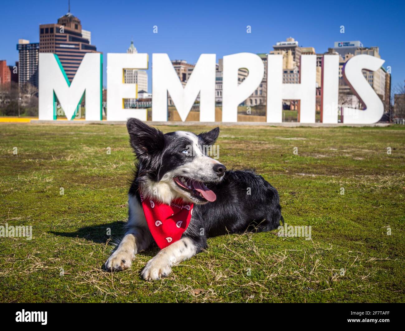 Border collie chien pose devant le panneau pour ÒMemphisÓ en face du centre-ville de Memphis, Tennessee Banque D'Images