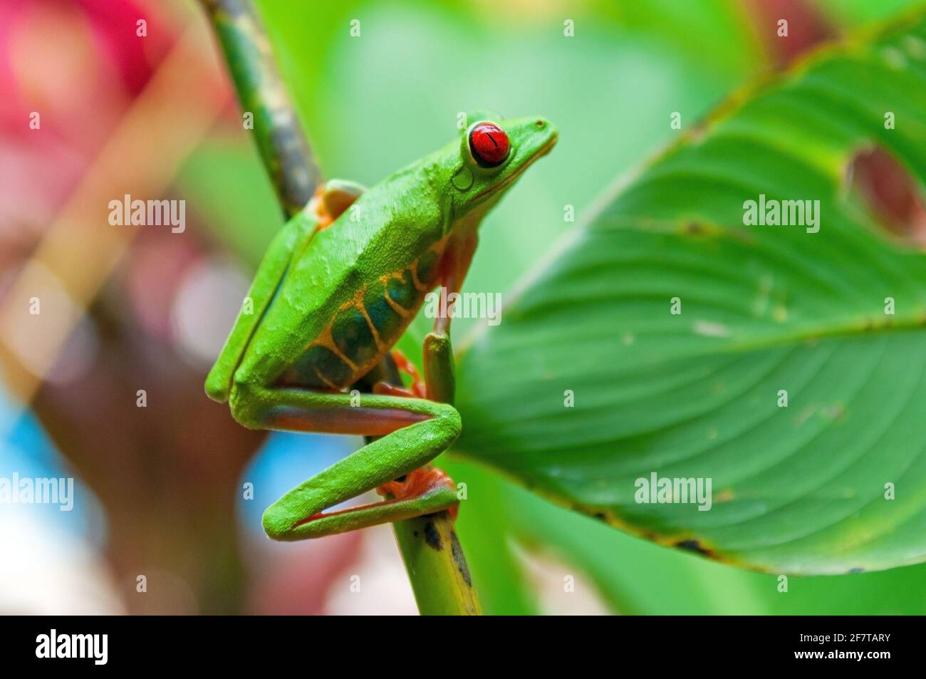 Grenouille d'arbre à yeux rouges ou grenouille à feuilles gaudies (Agalychnis callidryas) sur branche, parc national de Tortuguero, Costa Rica. Concentrez-vous sur les yeux. Banque D'Images