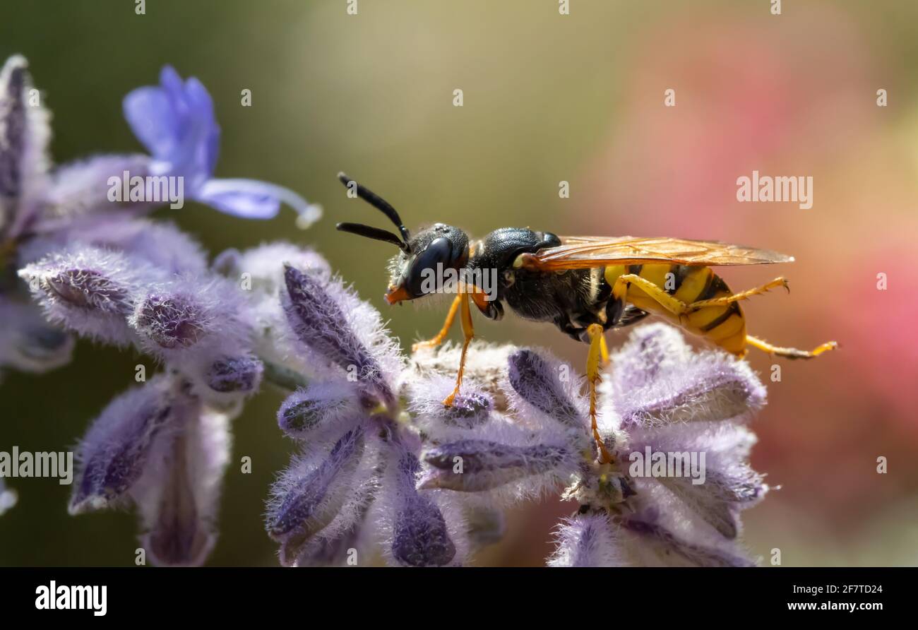 Une guêpe de chasse - Philanthus, chasseurs d'abeilles, assise sur la fleur et observer sa victime - abeille. Guêpes apicoles - Philanthus, gros plan. Banque D'Images