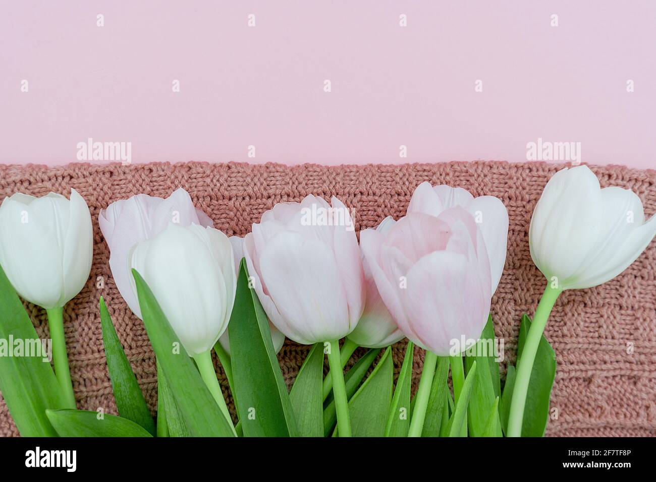 Bouquet de tulipes roses pastel sur fond de chandail en tricot rose, vue de dessus du bouquet de tulipes roses pour les femmes, concept de fleurs de printemps. Banque D'Images