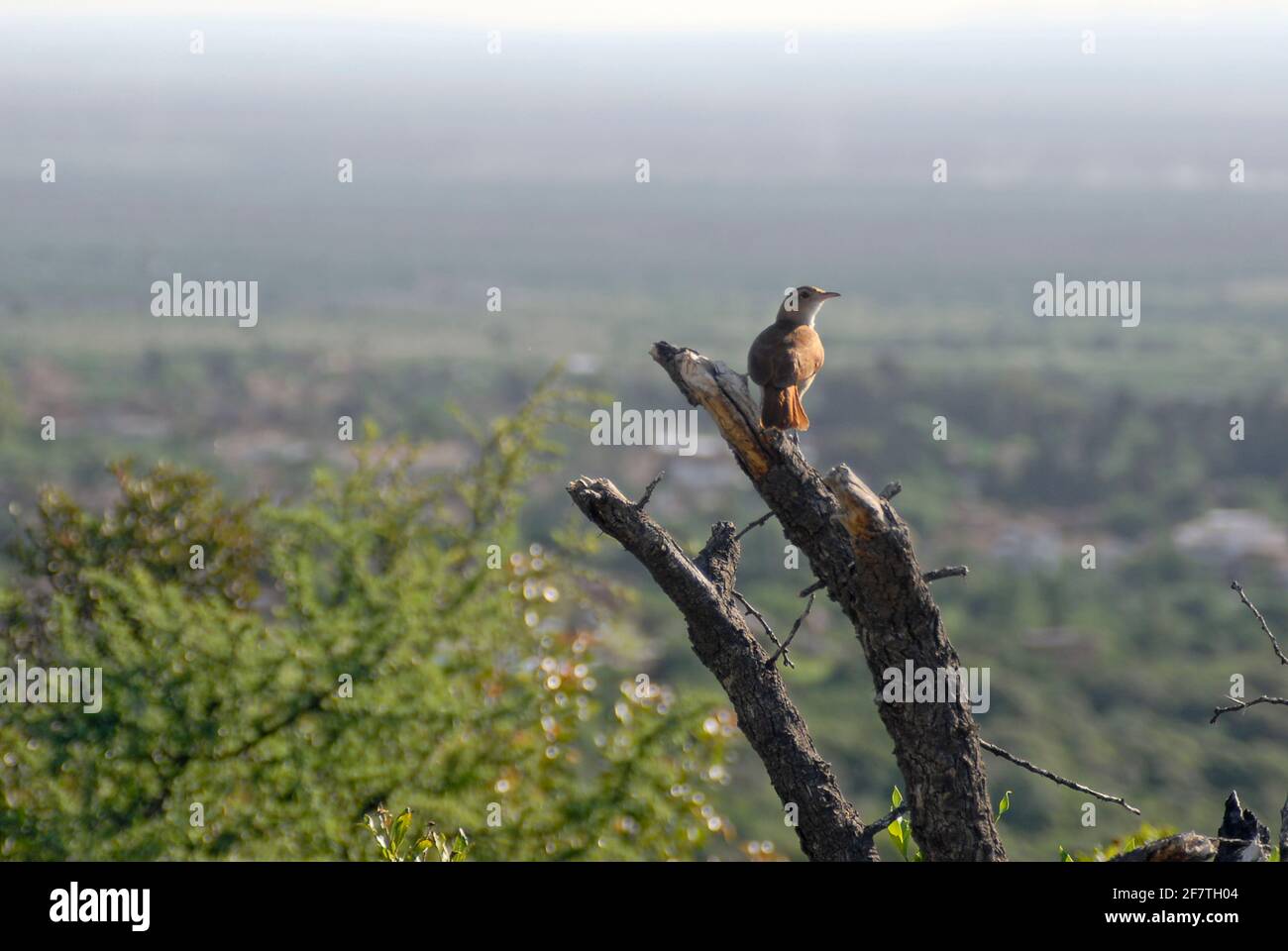 Un oiseau reposant sur un arbre au-dessus de la vallée du Merlo, San Luis, Argentine Banque D'Images