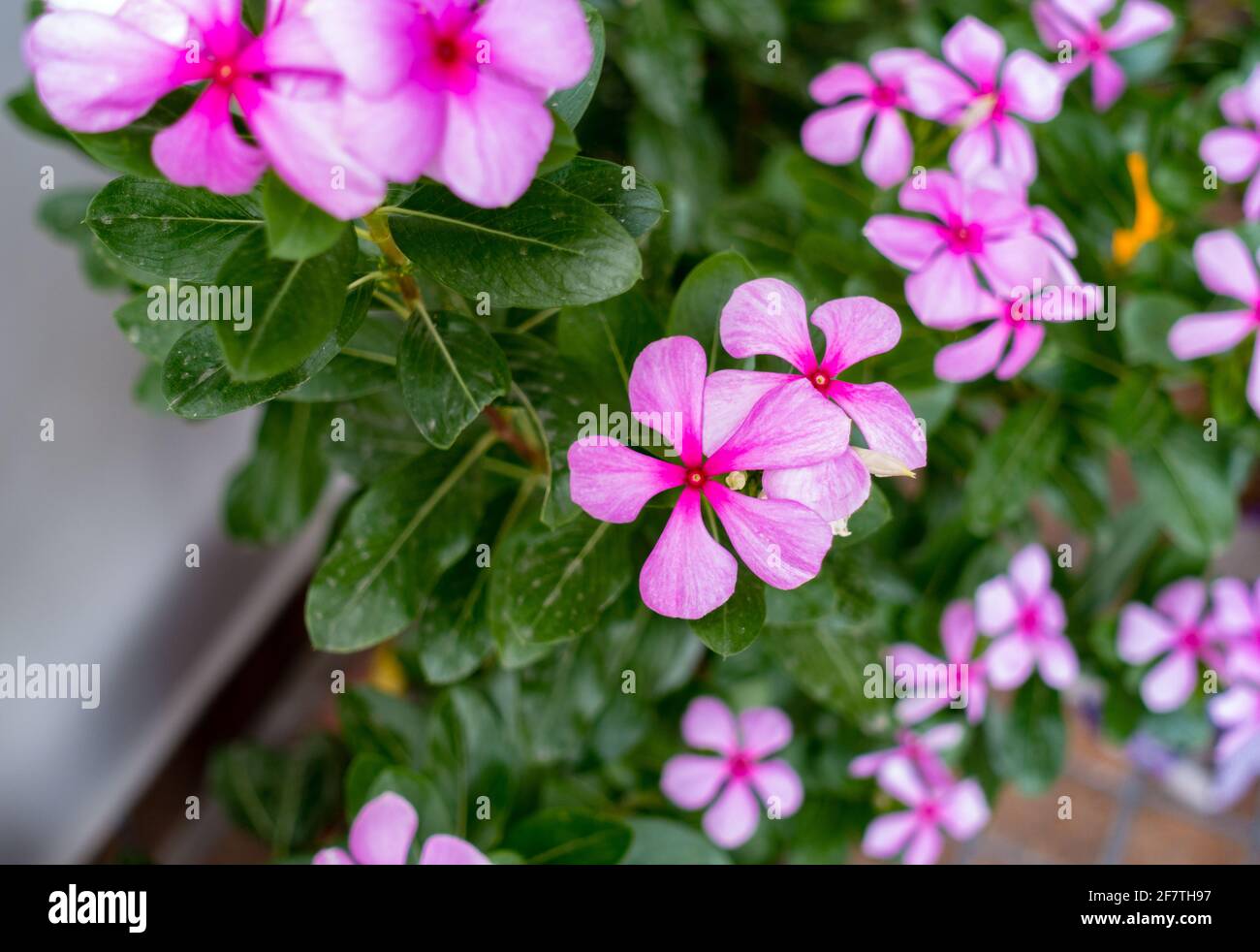 Madagascar Periwinkle, Catharanthus roseus, communément appelé yeux brillants, est une espèce de plantes à fleurs de la famille des Apocynacées. Banque D'Images