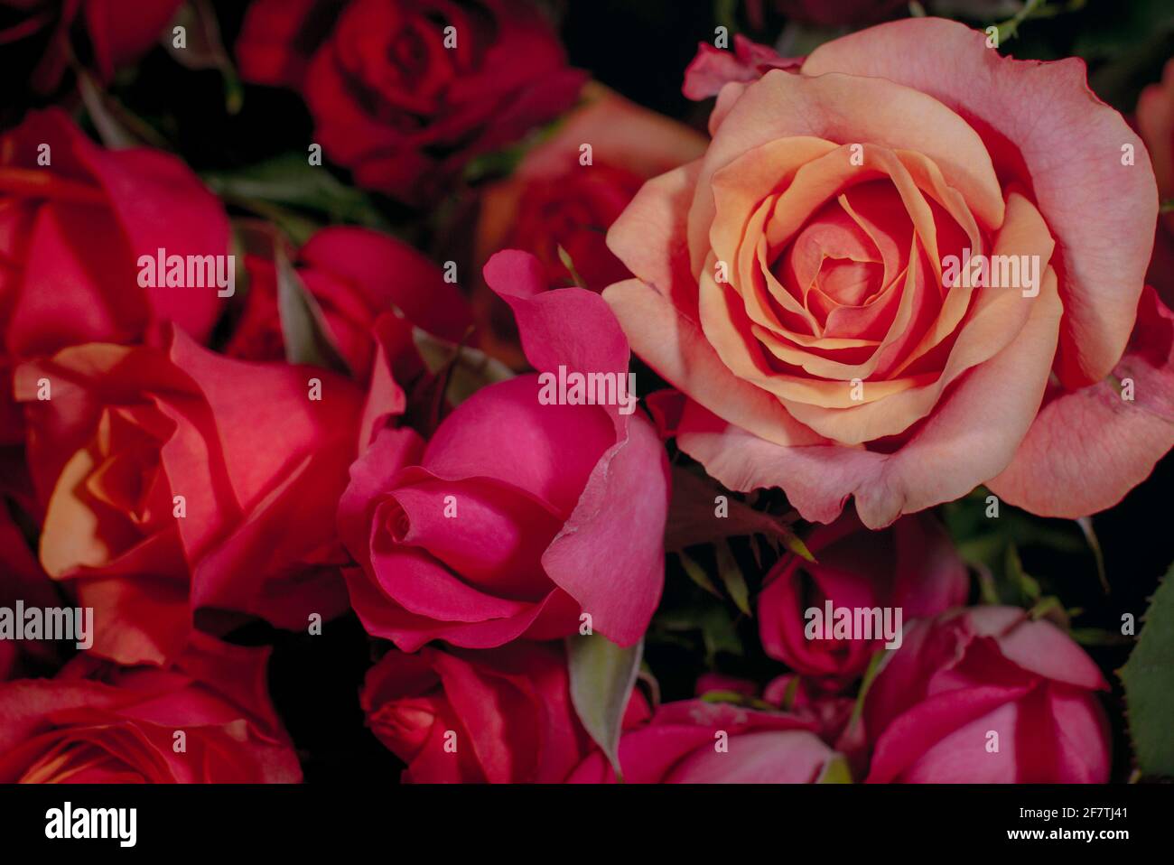 Belle rose rouge roses image de gros plan Photo Stock - Alamy