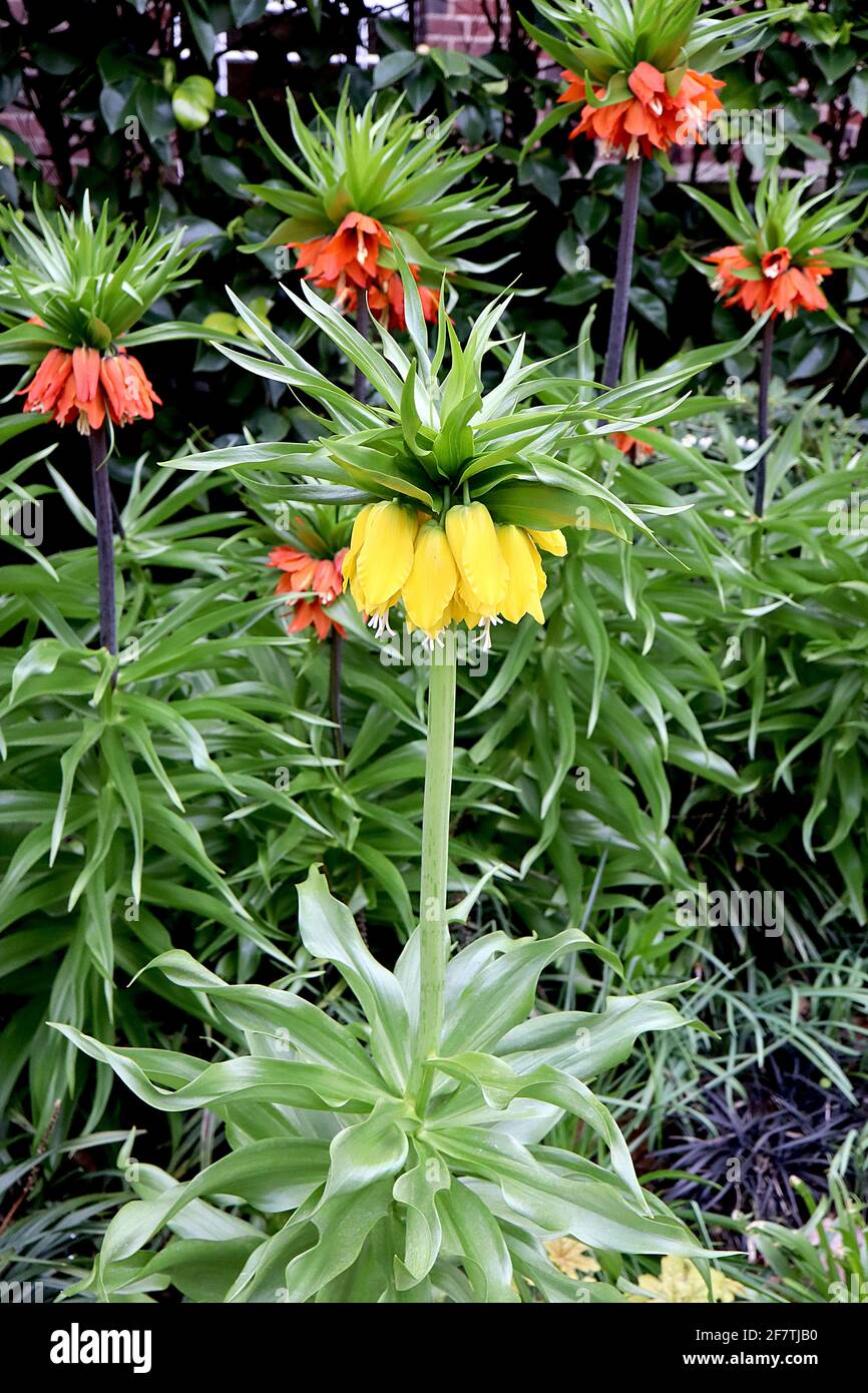 Fritilaria imperarialis Lutea Crown Imperial Lutea - fleurs géantes en forme de cloche avec couronne de feuilles, avril, Angleterre, Royaume-Uni Banque D'Images