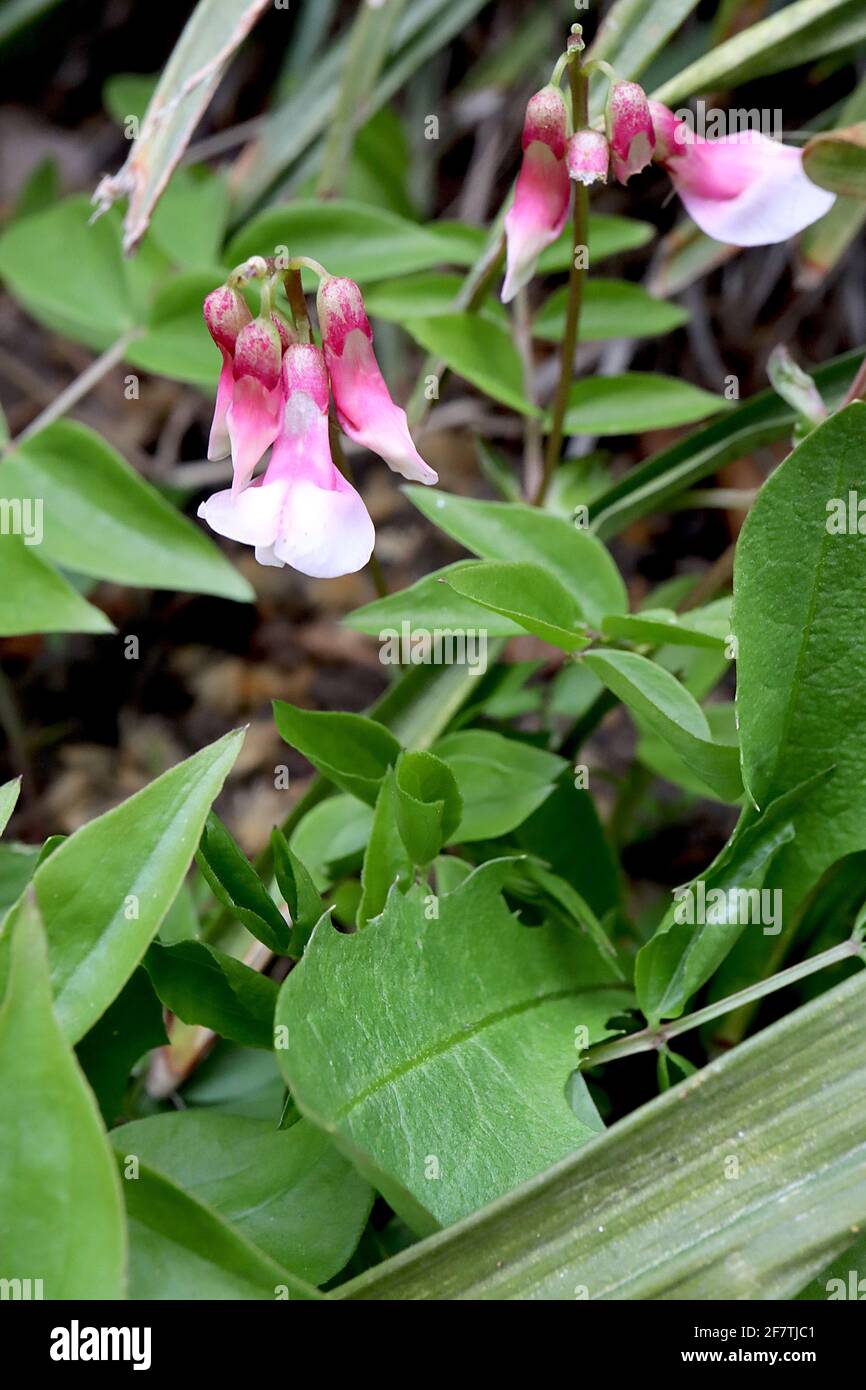 Lathyrus vernus Alboroseus, pois de printemps Alboroseus – fleurs ressemblant à des pois roses et blancs, avril, Angleterre, Royaume-Uni Banque D'Images