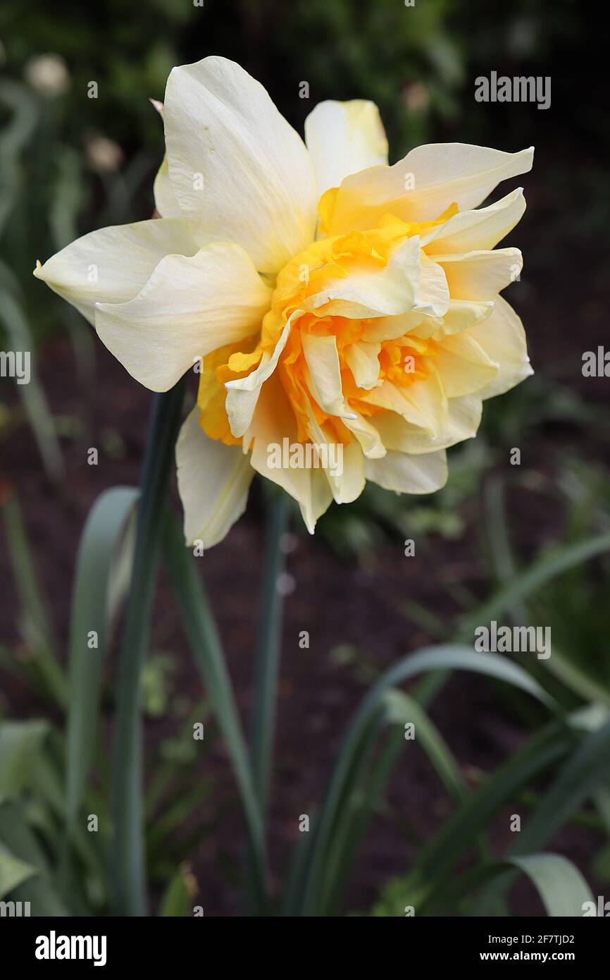 Narcissus / Daffodil ‘Double Star’ Division 4 doubles jonquilles pétales blancs avec des pétaloïdes jaunes et blancs, avril, Angleterre, Royaume-Uni Banque D'Images