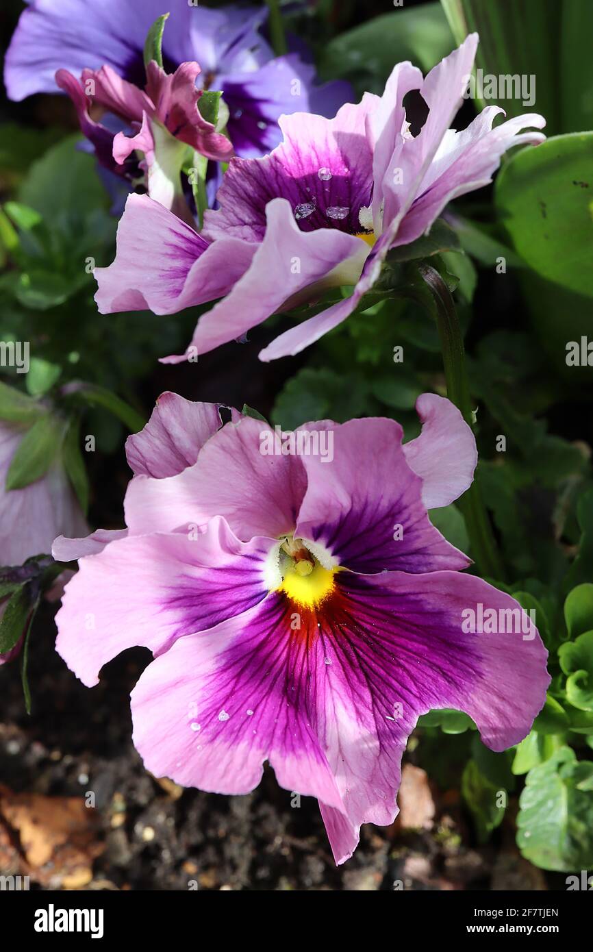 Viola x wittrockiana “Pink Shades” grandes nuances Pansy Pink – grandes pansies roses avec bloc violet et nervures foncées, avril, Angleterre, Royaume-Uni Banque D'Images