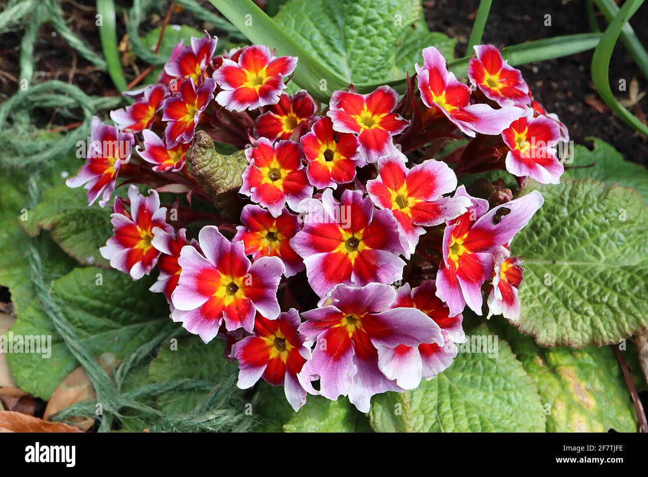 Primula acaulis ‘Antique Silver Shadow’ blanc primrose aux halos rouges et violets, avril, Angleterre, Royaume-Uni Banque D'Images