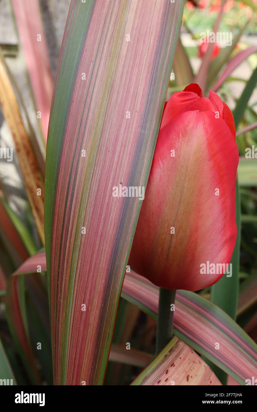 Tulipa ‘Mayflower’ unique fin 5 tulipe de Mayflower - fleurs de chamois, larges bords rouges, flamme vert pâle, avril, Angleterre, ROYAUME-UNI Banque D'Images