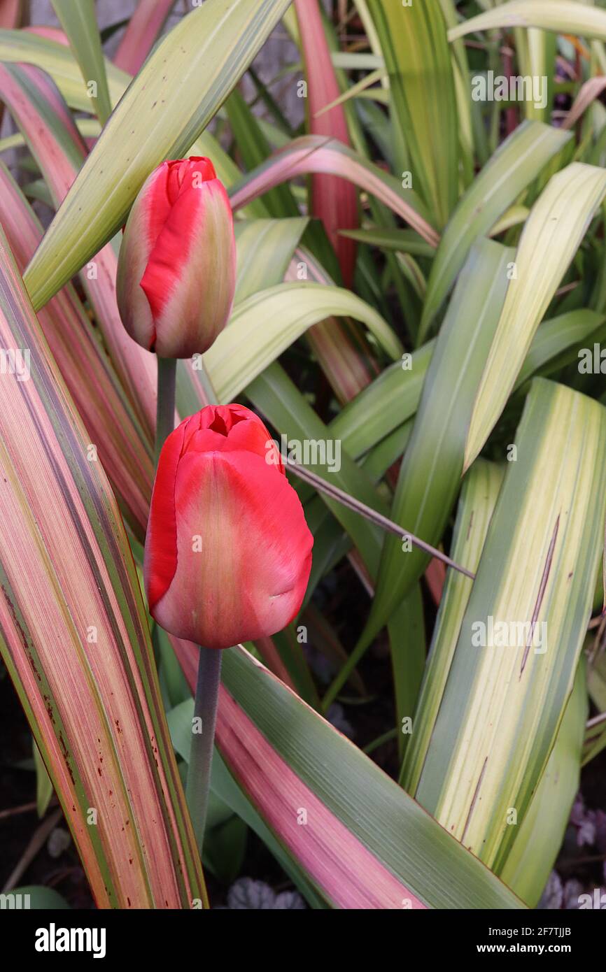 Tulipa ‘Mayflower’ unique fin 5 tulipe de Mayflower - fleurs de chamois, larges bords rouges, flamme vert pâle, avril, Angleterre, ROYAUME-UNI Banque D'Images