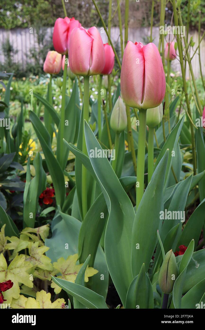 Tulipa ‘Pink impression’ hybride Darwin 4 Pink impression tulipe - fleurs roses profondes, larges bords roses pâle, avril, Angleterre, Royaume-Uni Banque D'Images