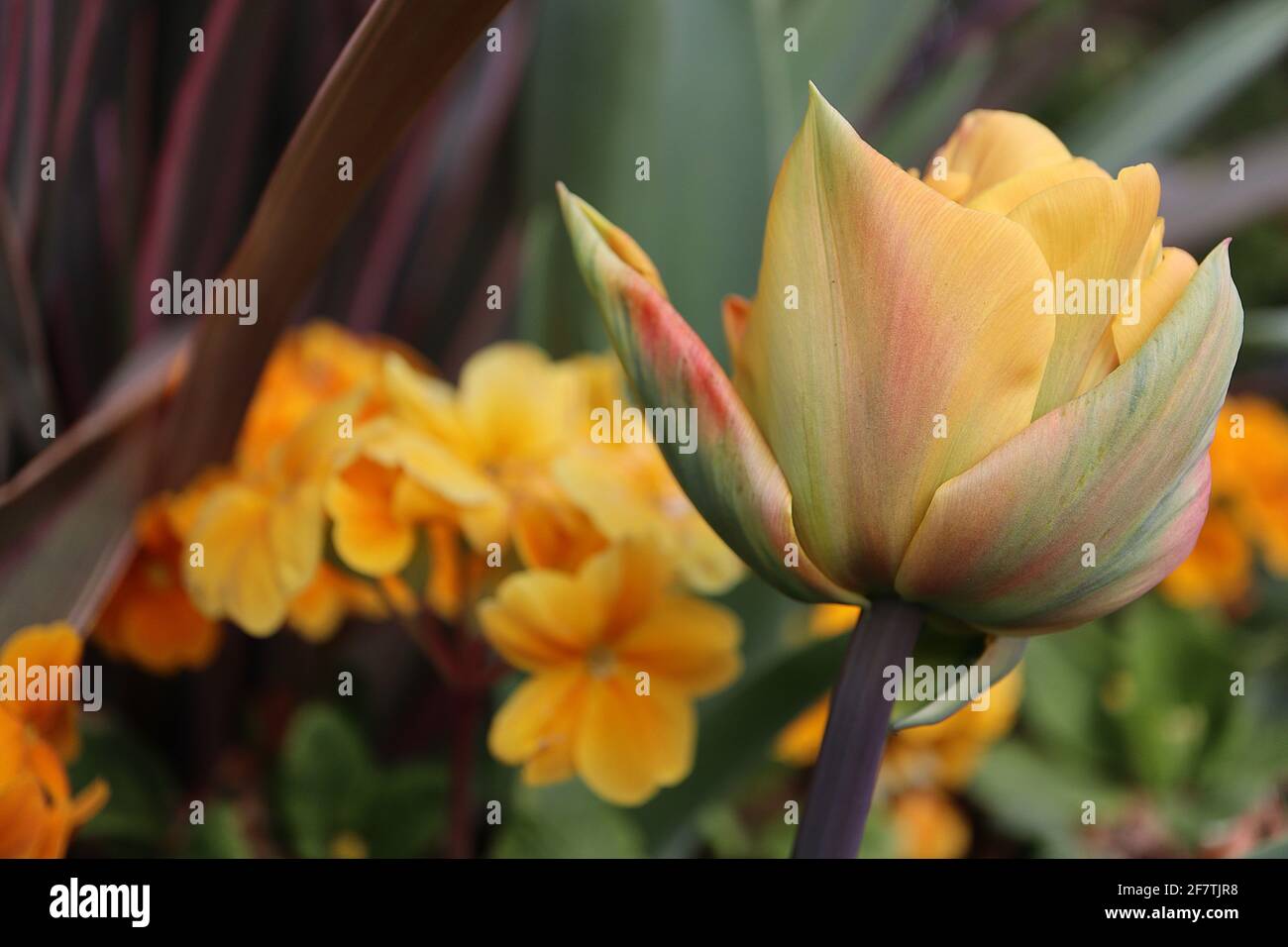 Tulipa ‘Monte Orange’ Double Early 2 Monte Orange tulipe – fleurs jaunes orange avec des stries vertes, rouges et orange, tige pourpre. Banque D'Images