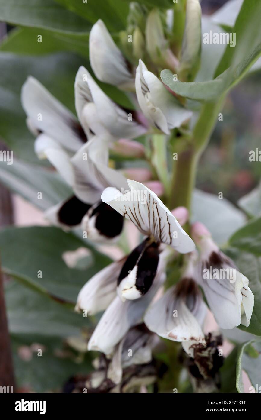 Vicia faba Broad fève plante – semblable à un pois blanc avec des taches noires et des veines noires, avril, Angleterre, Royaume-Uni Banque D'Images
