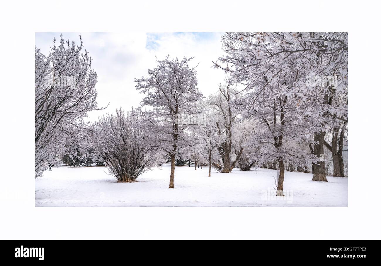 Paysage du parc de la ville en hiver avec des arbres gelés et centre-ville en arrière-plan Banque D'Images