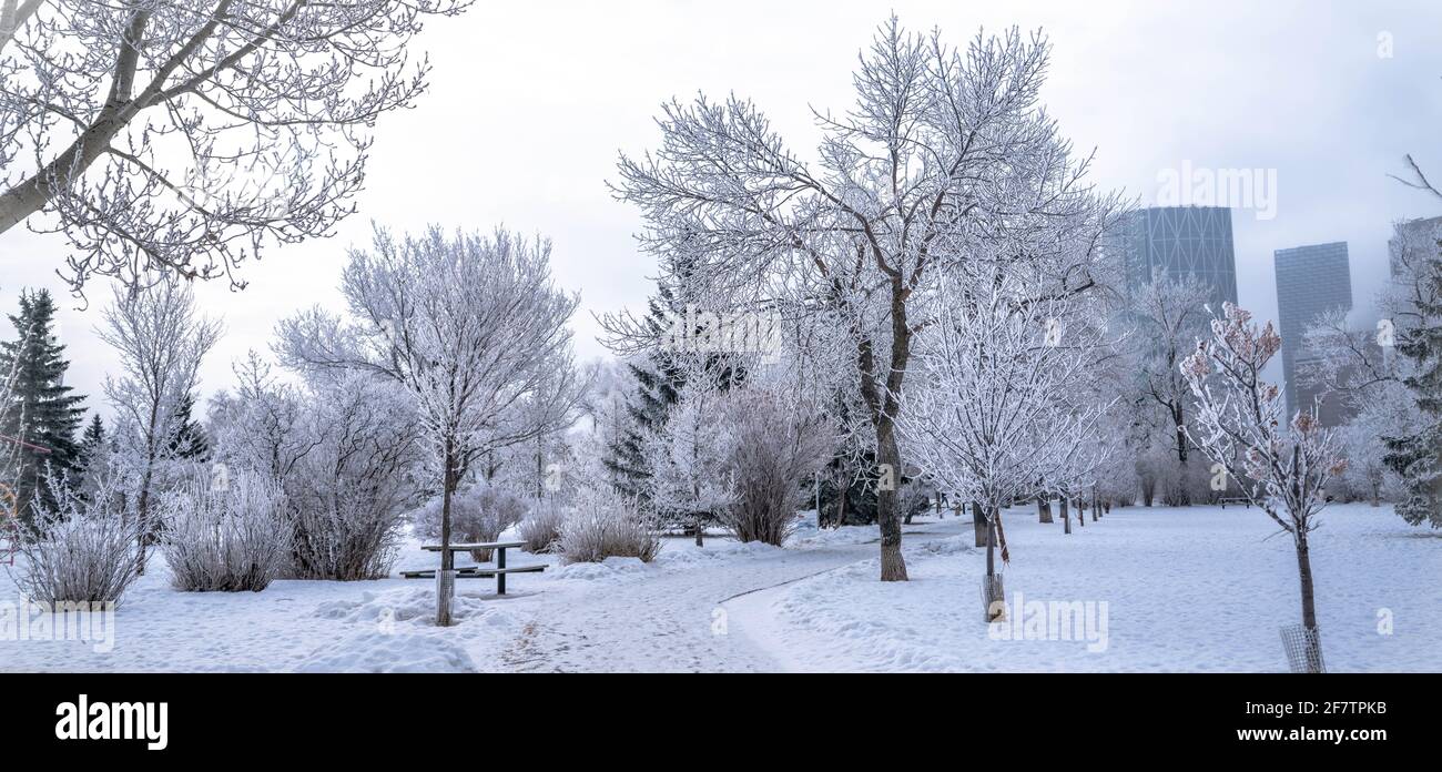 Paysage du parc de la ville en hiver avec des arbres gelés Banque D'Images