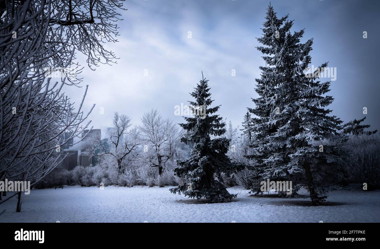 Paysage de parc de la ville lors d'une soirée d'hiver avec gelé arbres Banque D'Images