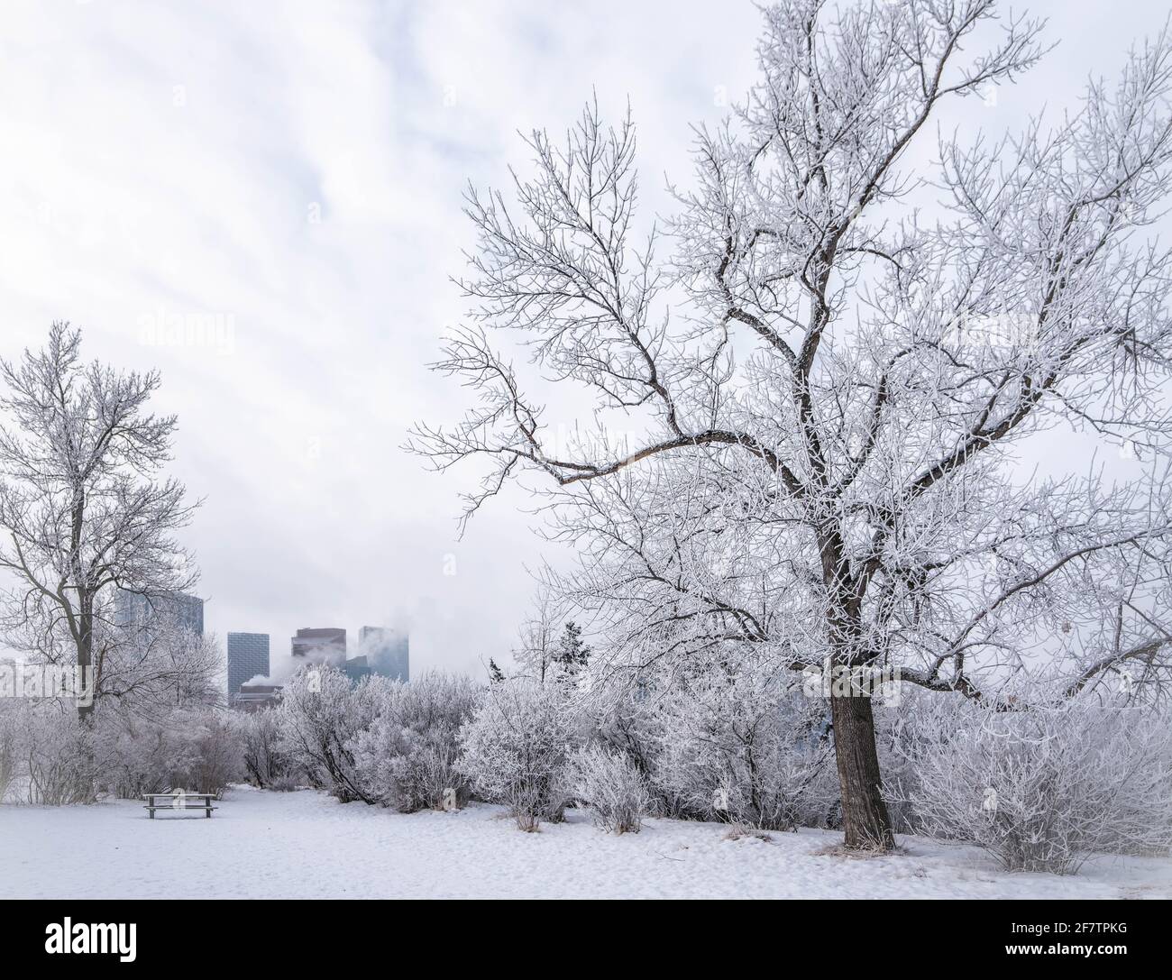 Paysage du parc de la ville en hiver avec des arbres gelés Banque D'Images