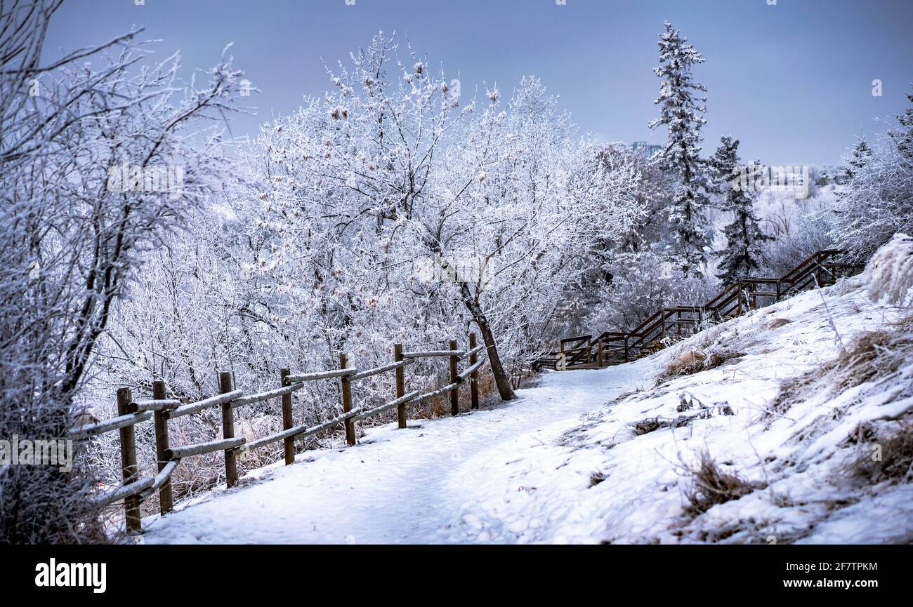 Paysage du parc de la ville en hiver avec des arbres gelés Banque D'Images