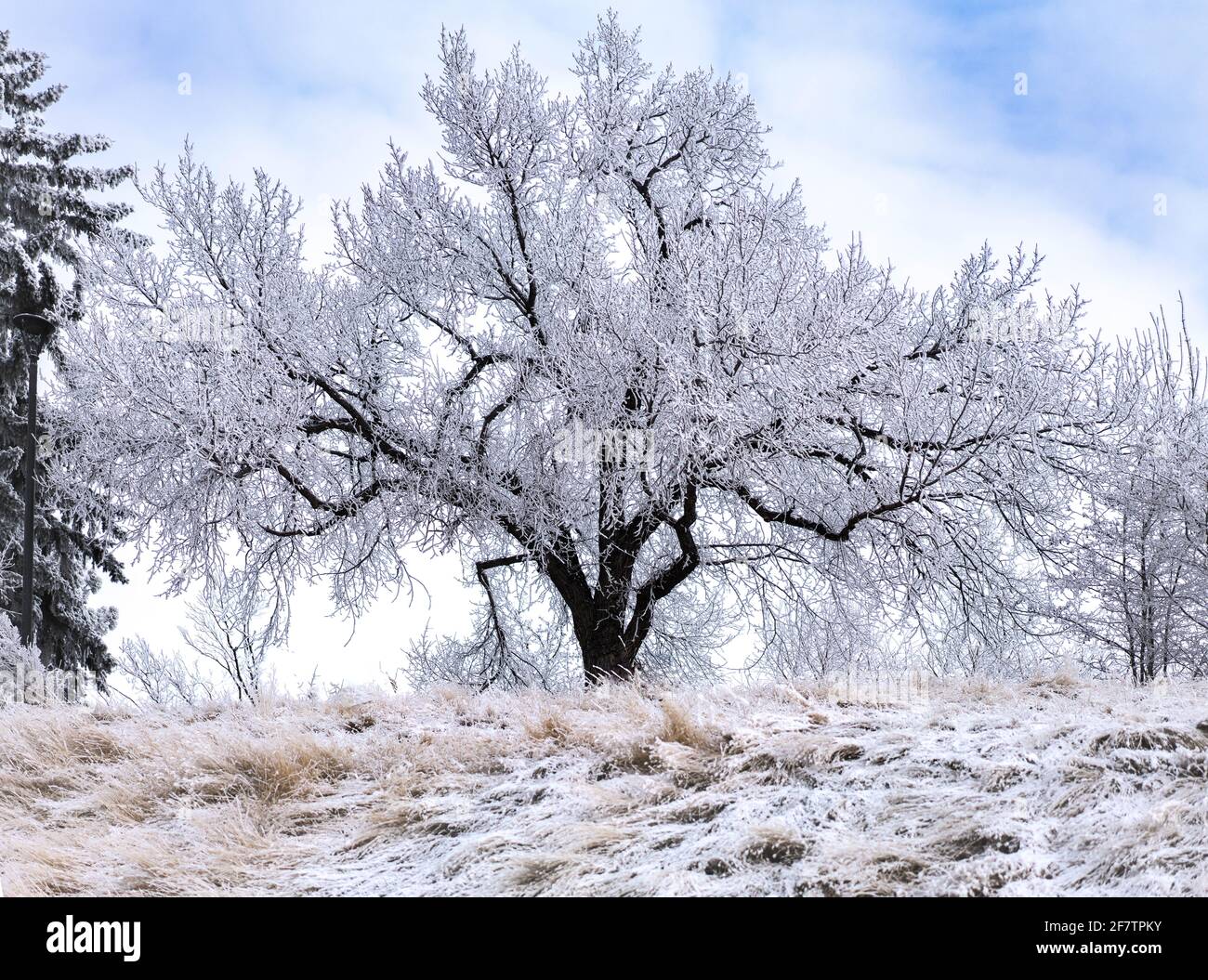 Paysage de givre sur les branches d'arbre Banque D'Images
