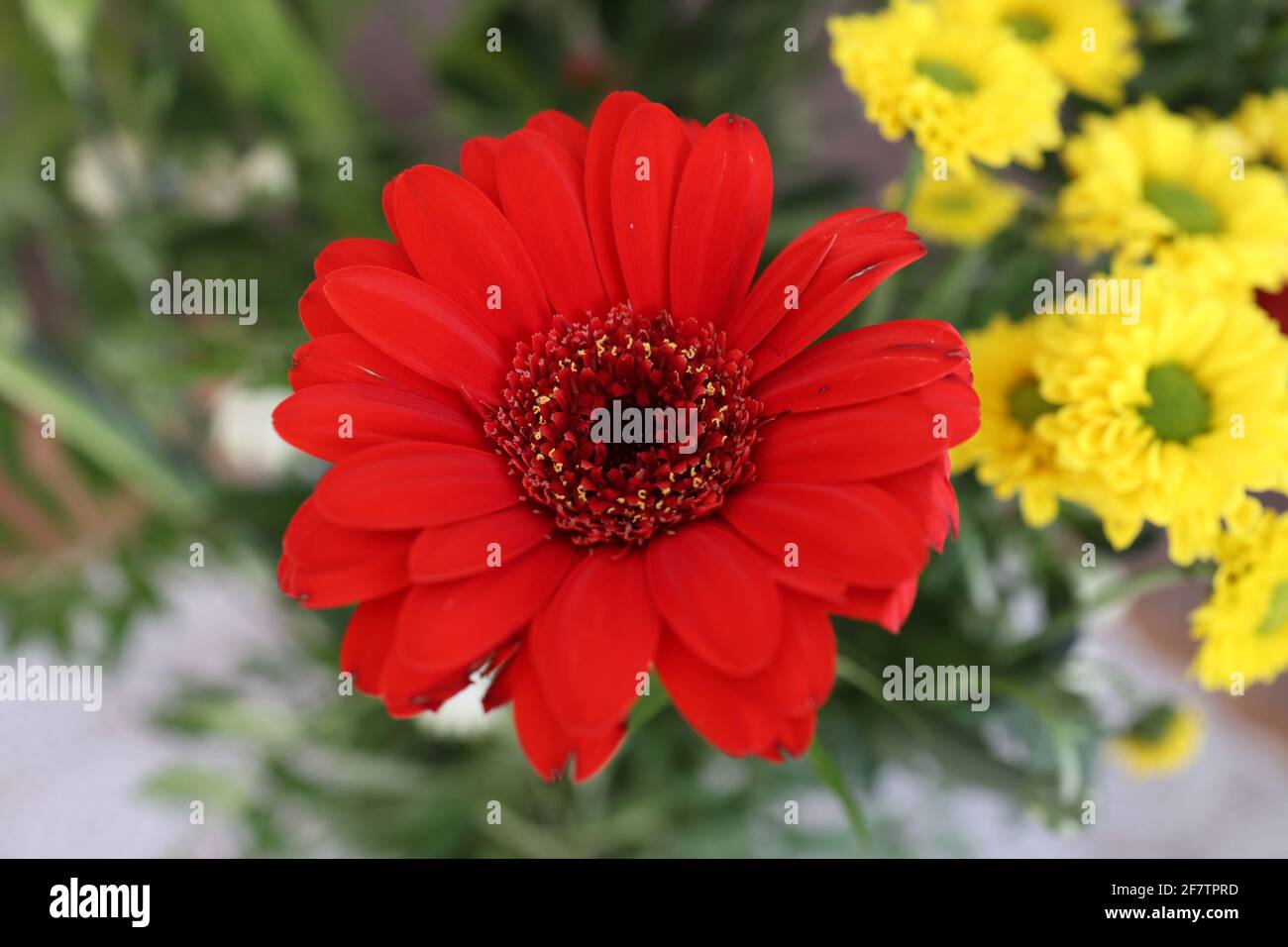 Bouquet de gerberas et autres fleurs Banque D'Images