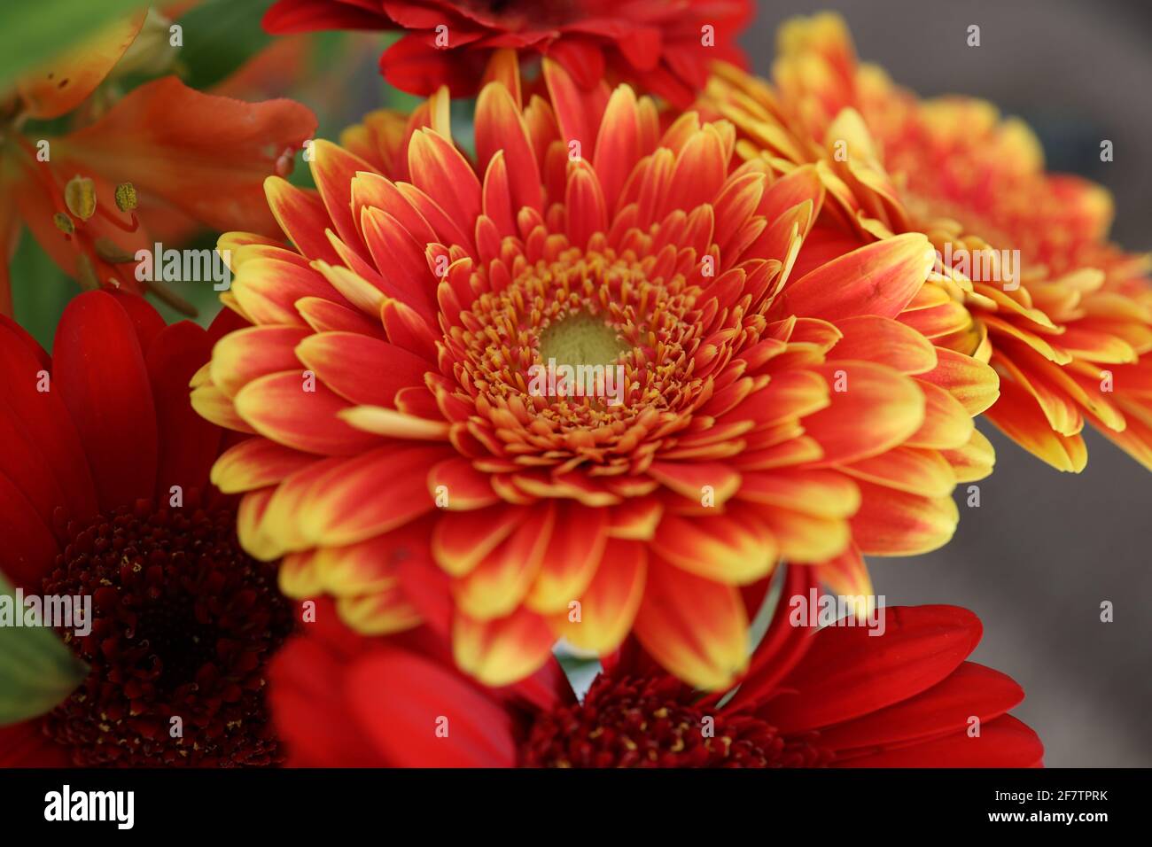 Bouquet de gerberas et autres fleurs Banque D'Images