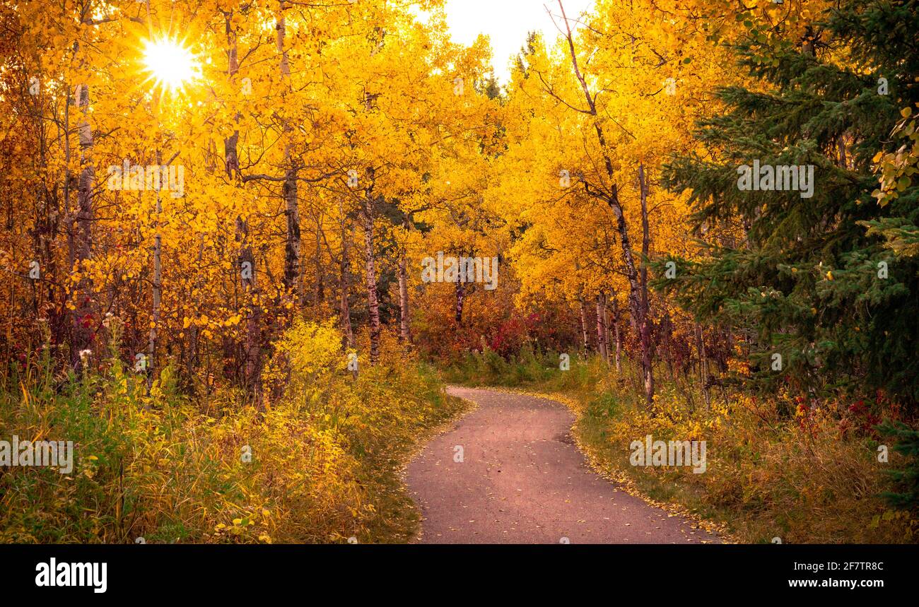 Forêt de peuplier tremble colorée et lumineuse en automne. Banque D'Images