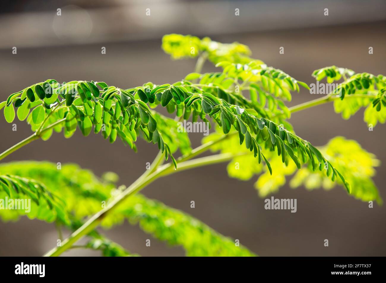 plantes de moringa oléifera Banque D'Images plantes de moringa oléifera Banque D'Images