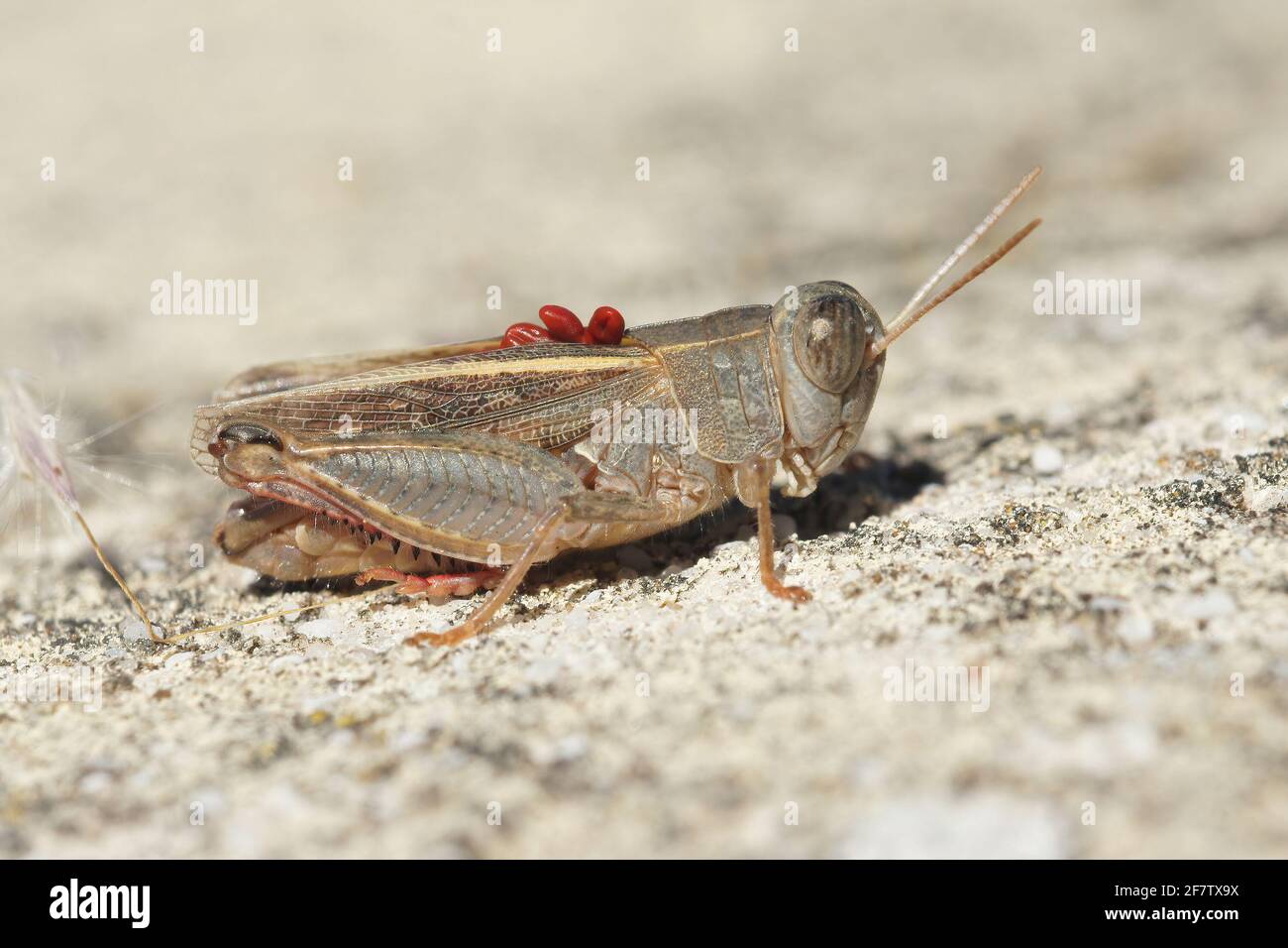 Gros plan du criquet italien Callipamus italicus, avec des parasites rouges sur le dos dans le Gard, en France Banque D'Images
