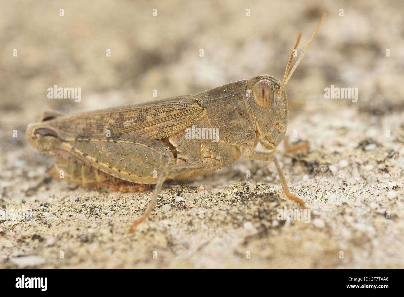 Gros plan détaillé du criquet italien Callipamus italicus, dans le Gard, France Banque D'Images