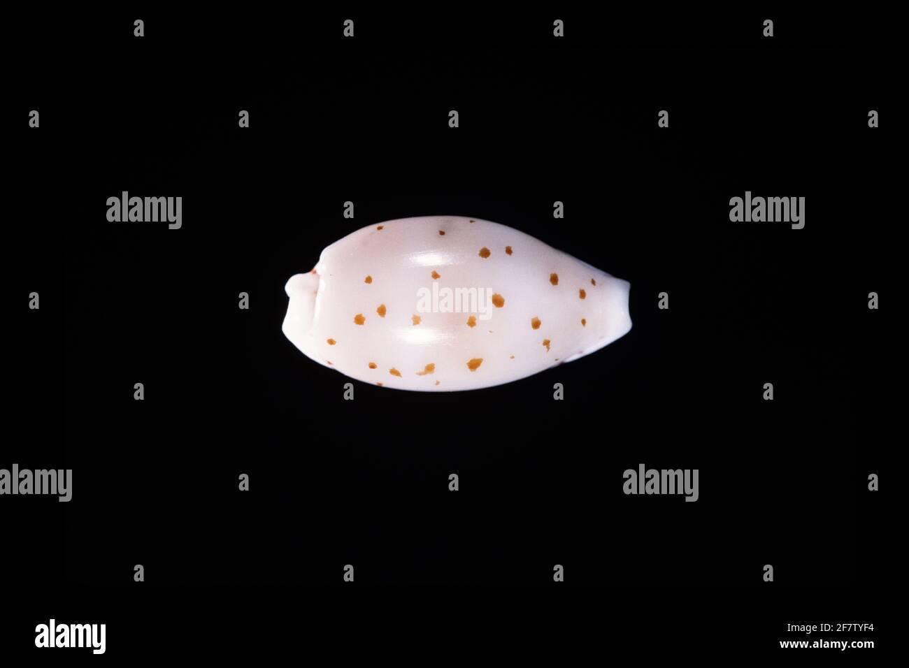 Cowry à pois bruns, Ransoniella punctata, un escargot de mer trouvé dans la mer Rouge et l'Indo-Pacifique de l'Afrique de l'est à l'Australie et aux Philippines. Banque D'Images