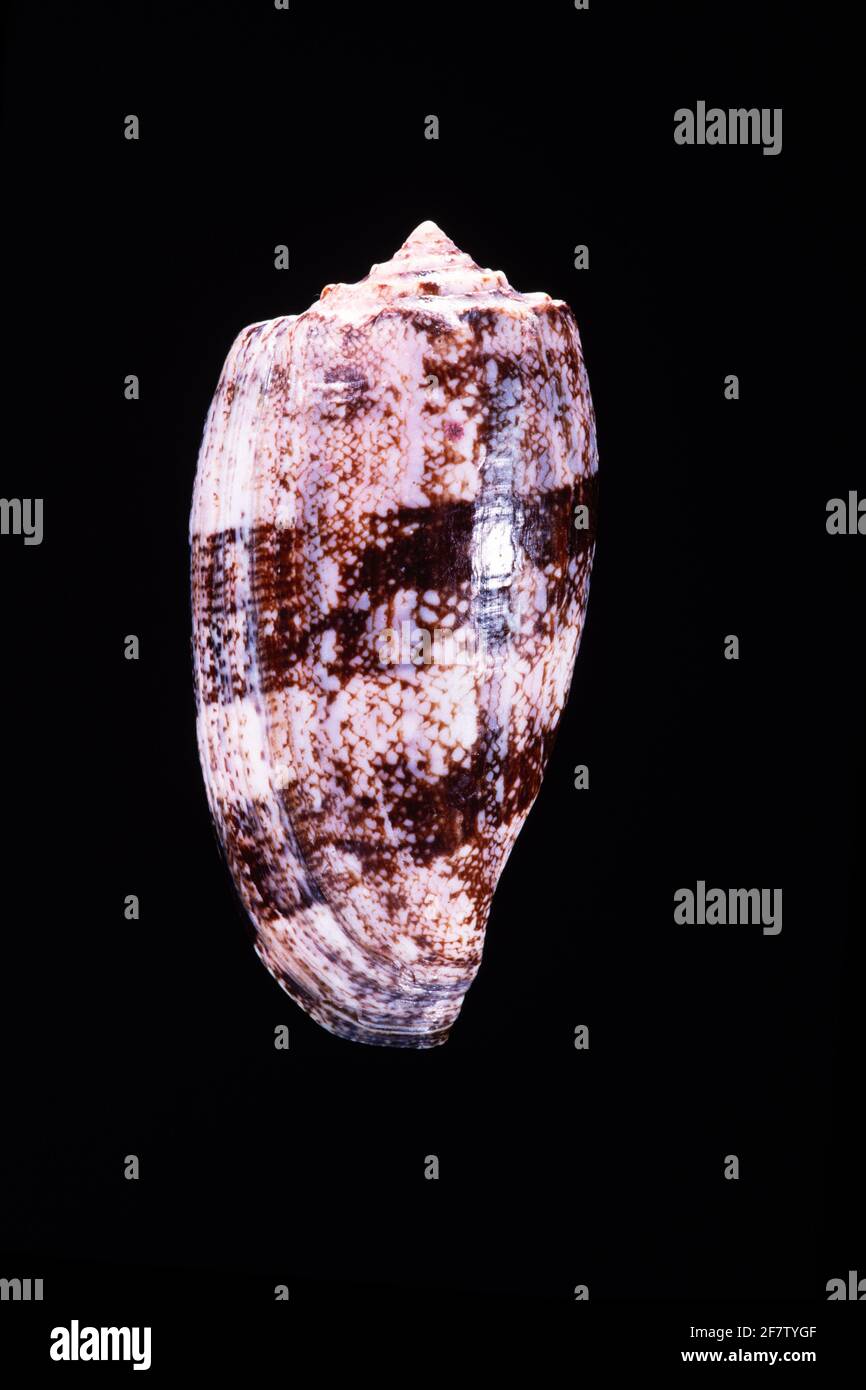 Le cône de géographie, Conus geographus, est un escargot de mer venimeux présent dans les récifs coralliens de la région de la mer Rouge et de l'Indo-Pacifique. Il est responsable d'un nu Banque D'Images