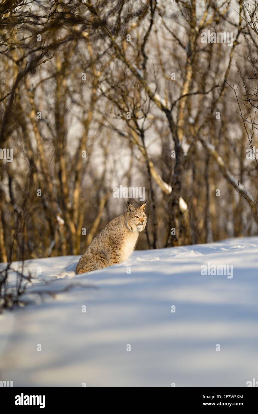 Lynx vue loin en étant assis sur la neige dans la nature Banque D'Images