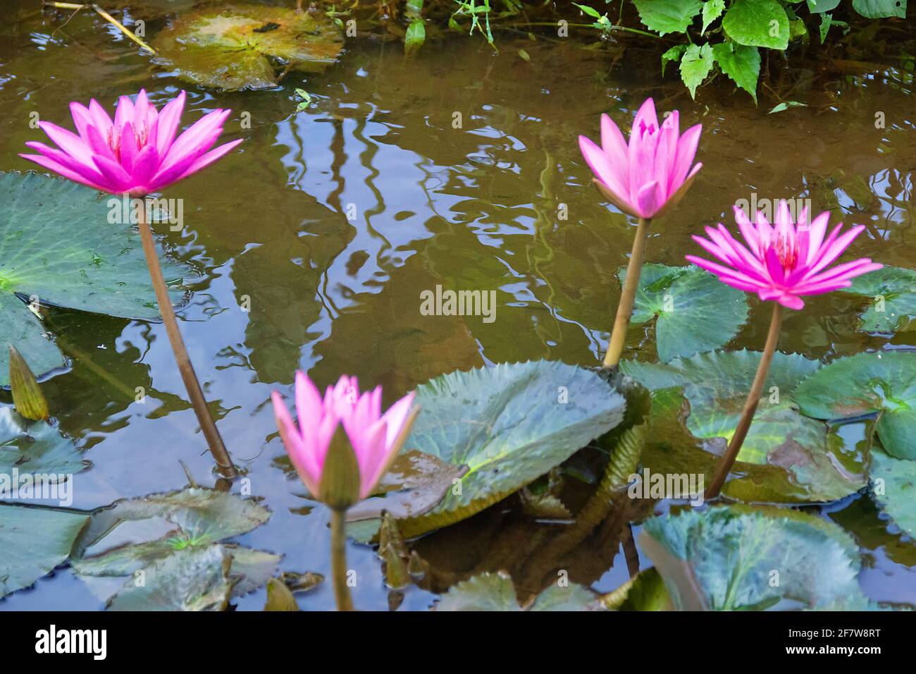 Lilly PAD (Nymphée nouchali). Nénuphars et loteries Sri Lanka. Fleur nationale (étoile lotus, Nil Manel), symbole du bouddhisme Banque D'Images