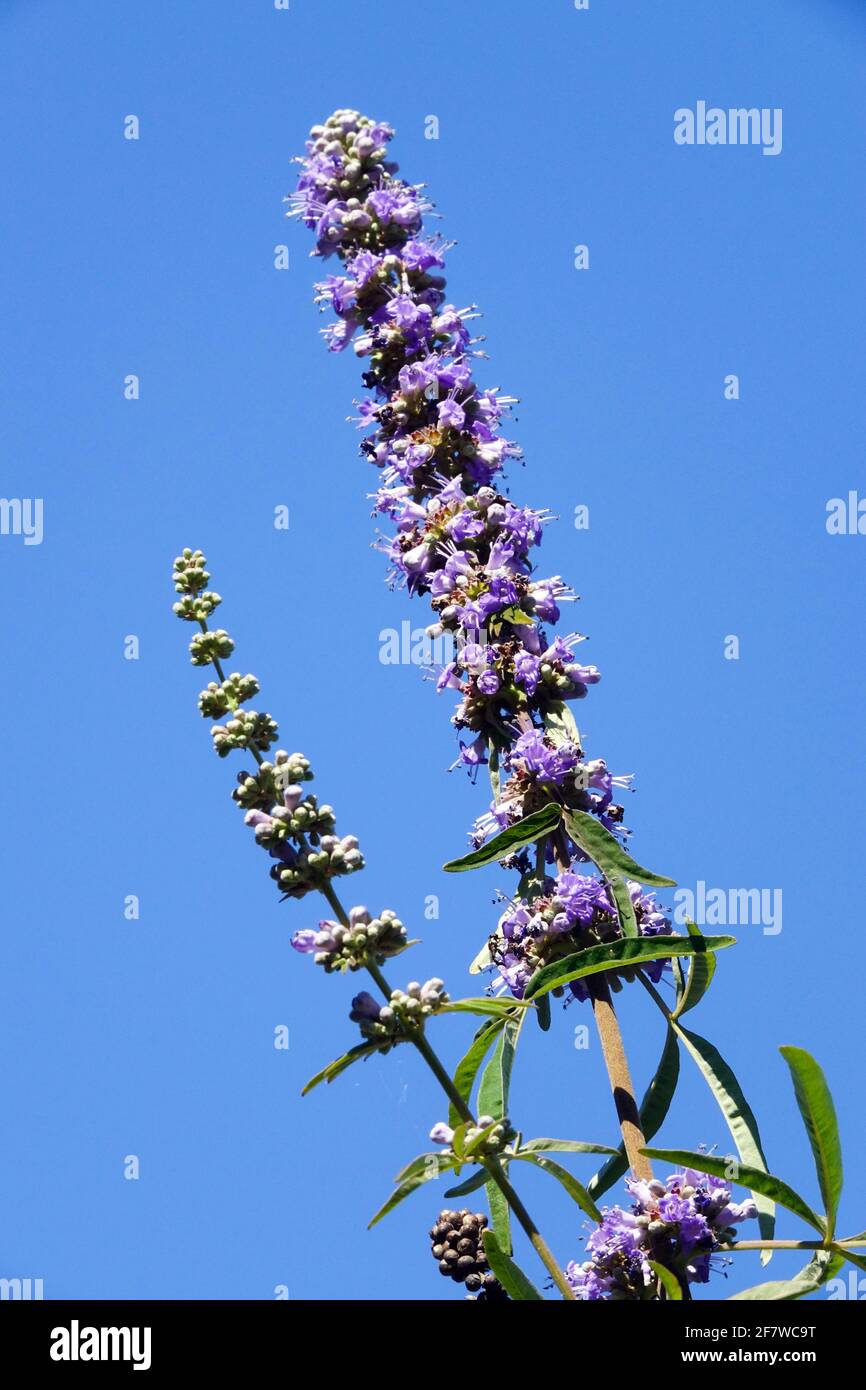 Le gattilier, Vitex agnus-castus Banque D'Images