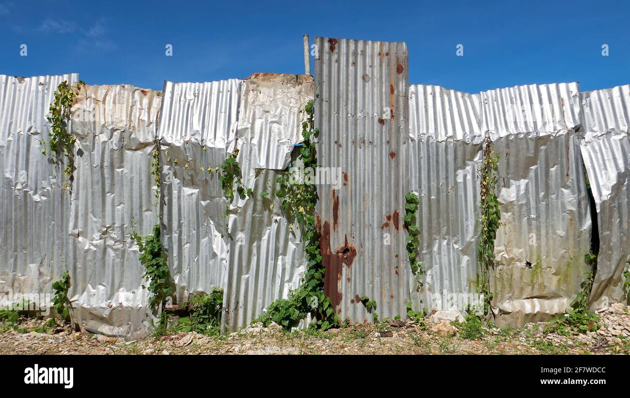 Gros plan d'une clôture de chantier faite de vieilles feuilles de métal ondulé rouillé, les plantes rampant partout, contre un ciel bleu, Philippines, Asie Banque D'Images