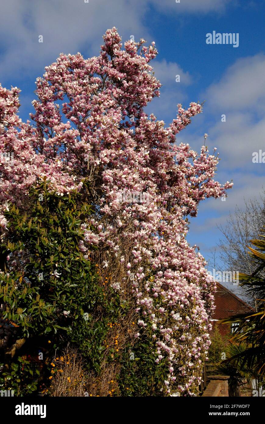 Magnifique magnolia au début du printemps Banque D'Images