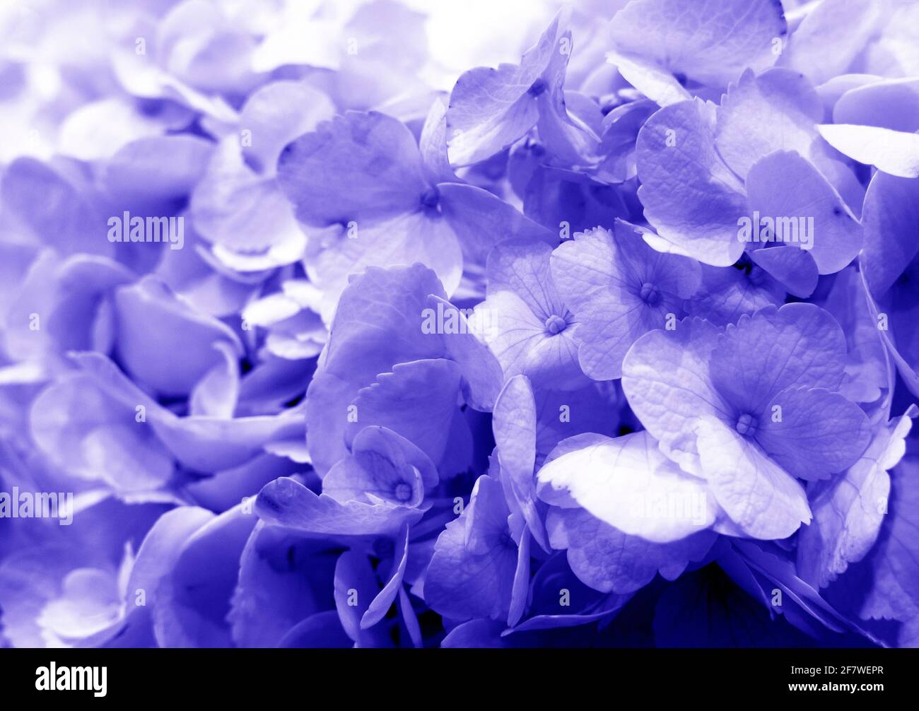 Belle fleur délicate texture violette de fleurs d'hortensia, vue  rapprochée. Fond floral pastel violet Photo Stock - Alamy