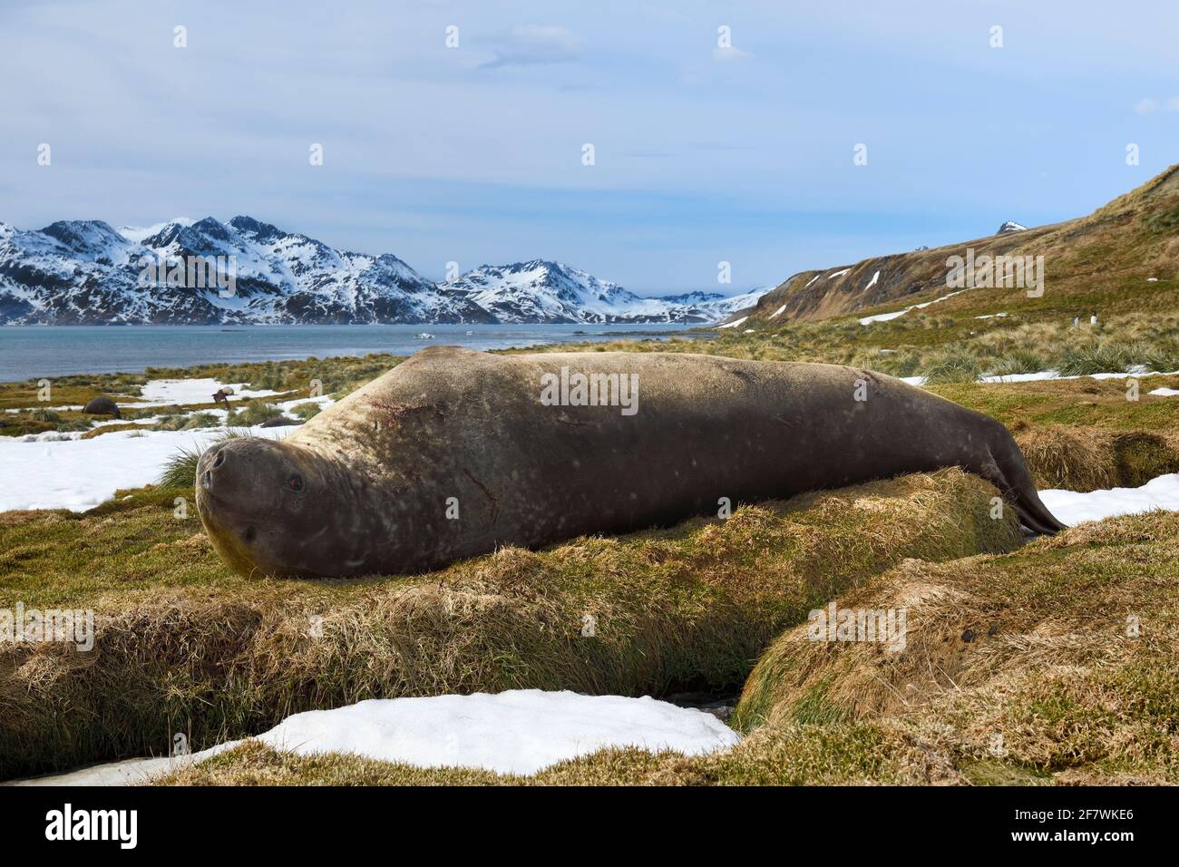 Phoque du Sud de l'éléphant (Mirounga leonina) reposant sur l'herbe, l'anse du Roi Edward, Grytviken, la Géorgie du Sud, la Géorgie du Sud et les îles Sandwich, an Banque D'Images