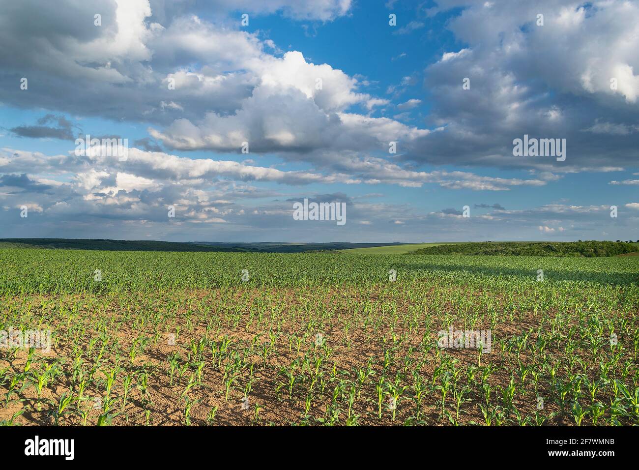 Champ de maïs vert dans l'est de la Bulgarie en été Banque D'Images