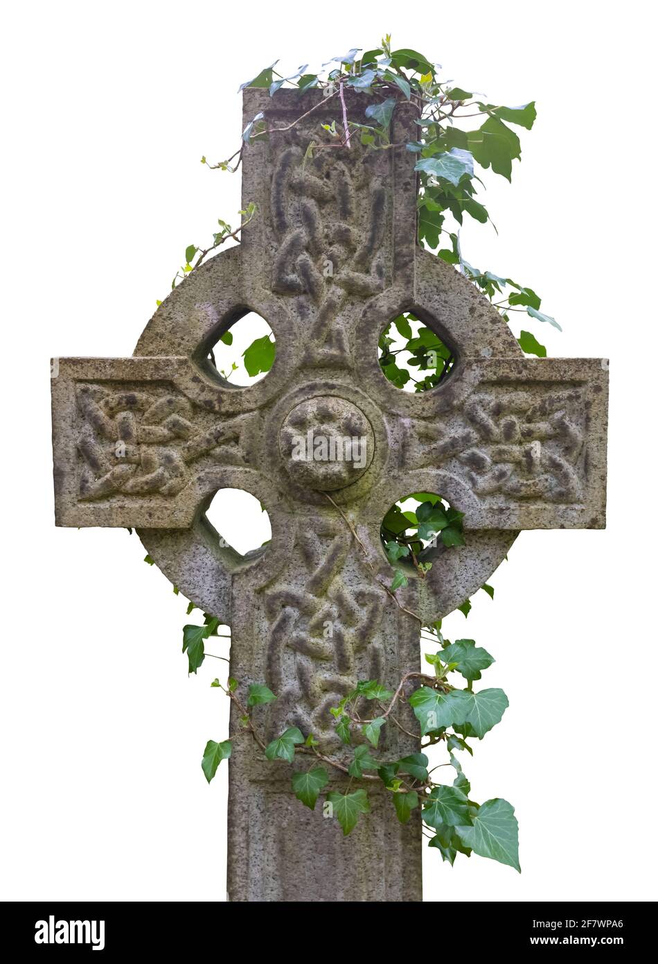 Ivy croissant autour d'une ancienne croix celtique Gravestone, isolée sur UN fond blanc Banque D'Images