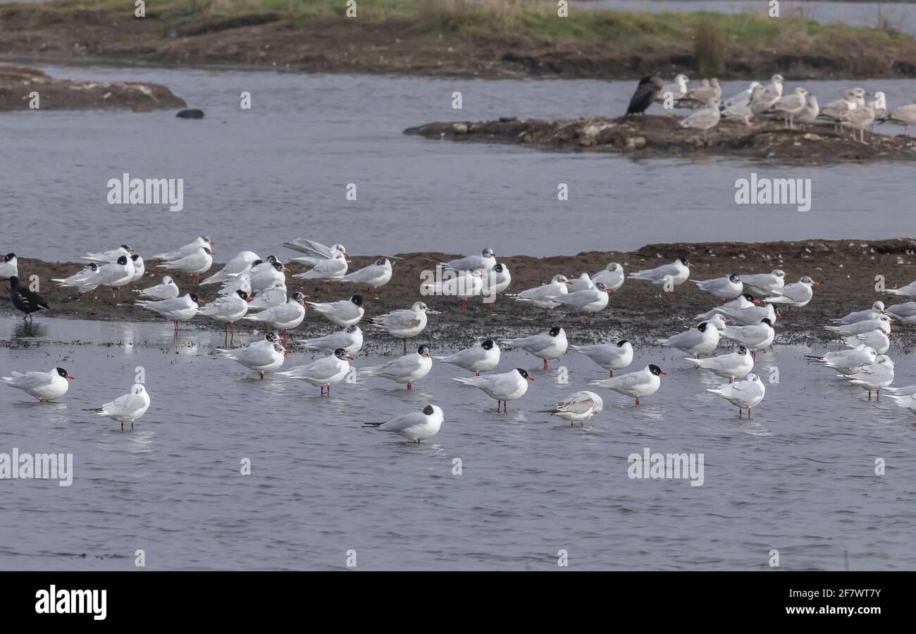Troupeau de goélands méditerranéens, Ichthyaetus melanocephalus, (avec des goélands à tête noire) dans le lagon à la fin de l'hiver. Dorset. Banque D'Images