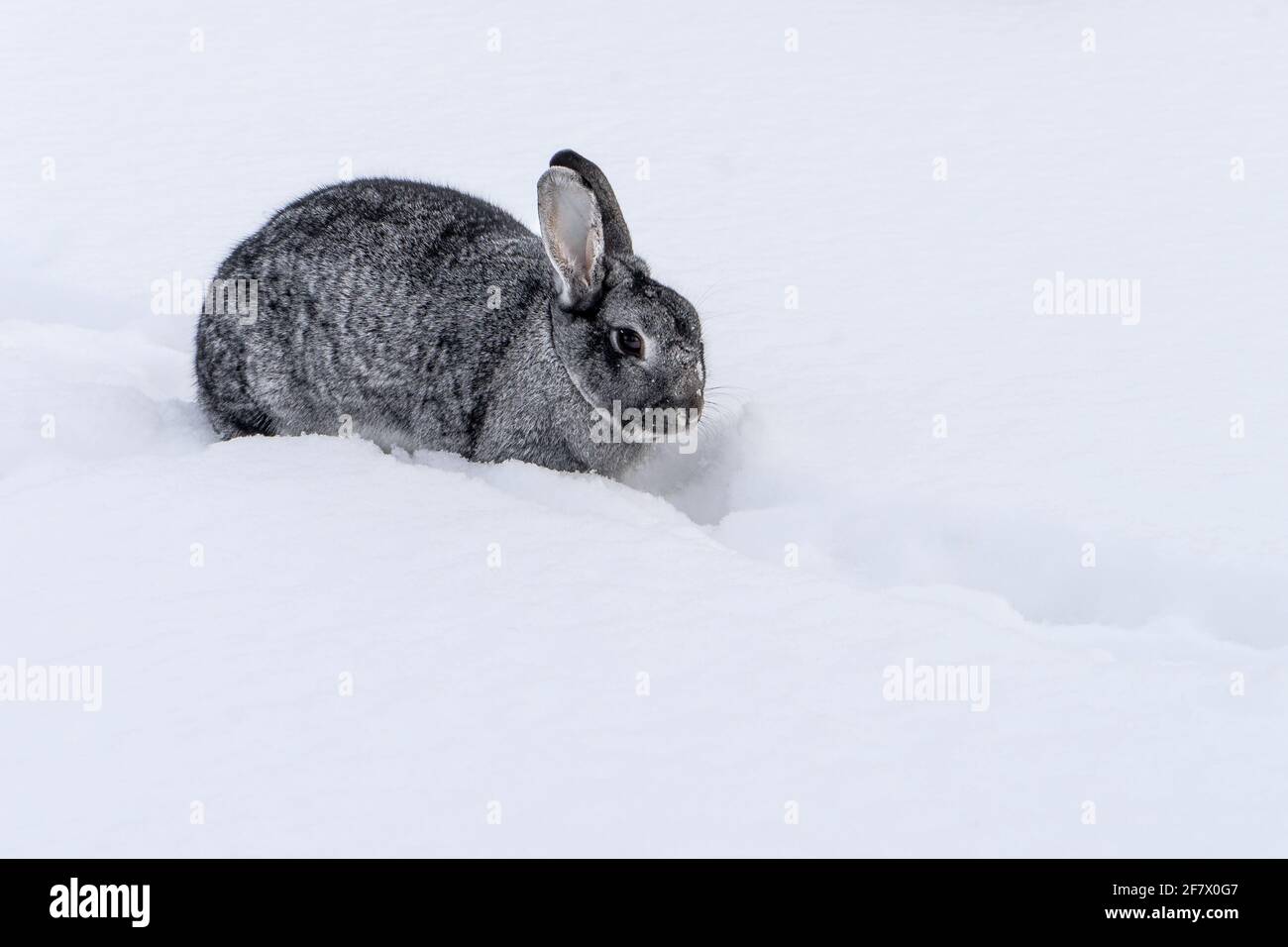 petit lapin chinchilla dans la neige Banque D'Images