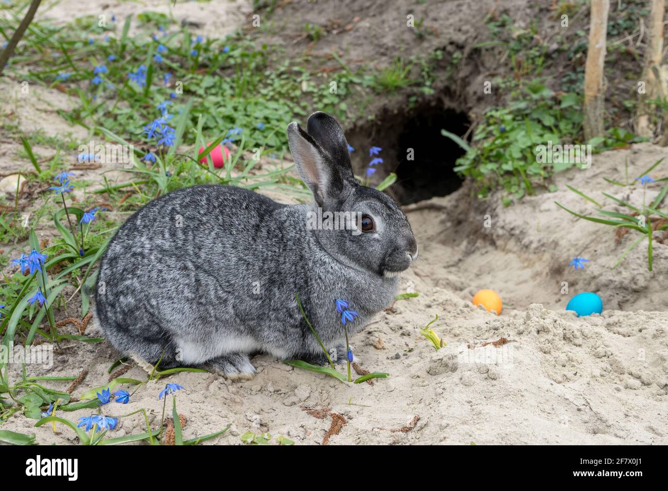 Lapin avec œufs de Pâques dans le jardin Banque D'Images