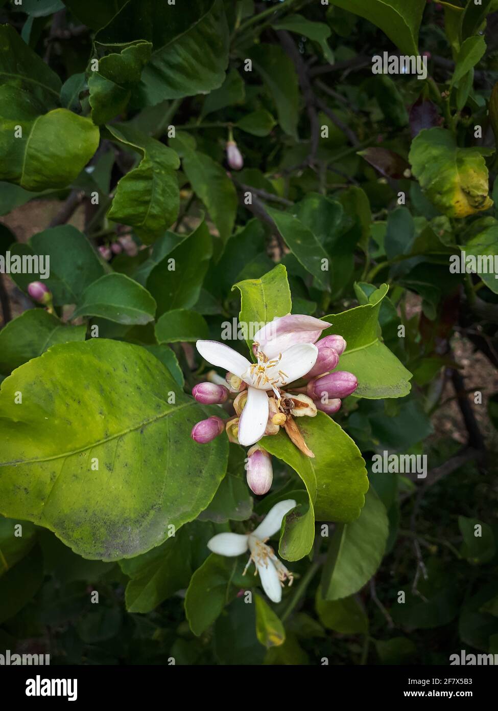 Bourgeons de citron Banque de photographies et d’images à haute — free download