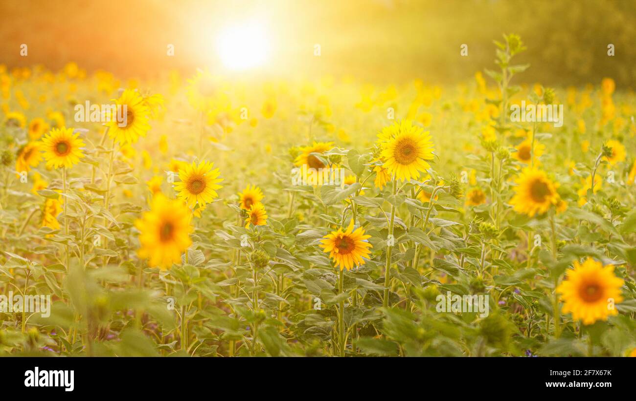 grand champ de tournesol avec des rayons de soleil en été Banque D'Images