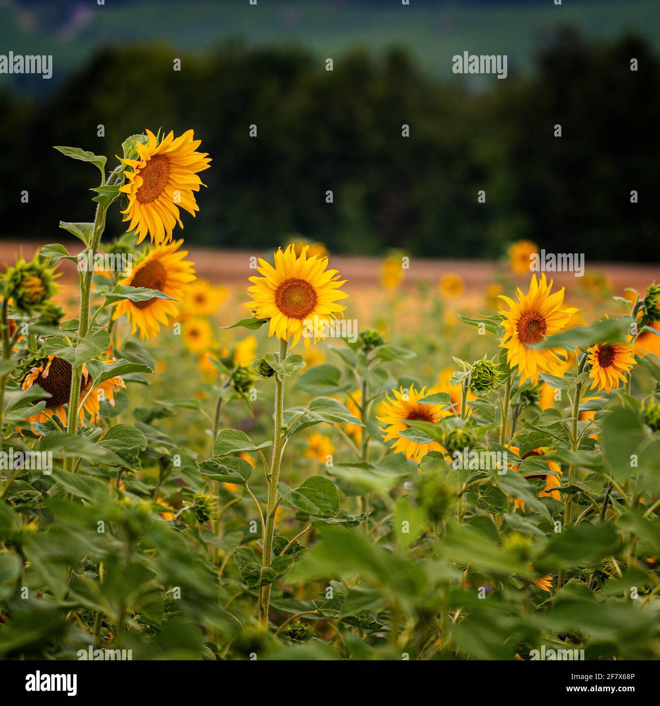 grand champ de tournesol avec des rayons de soleil en été Banque D'Images