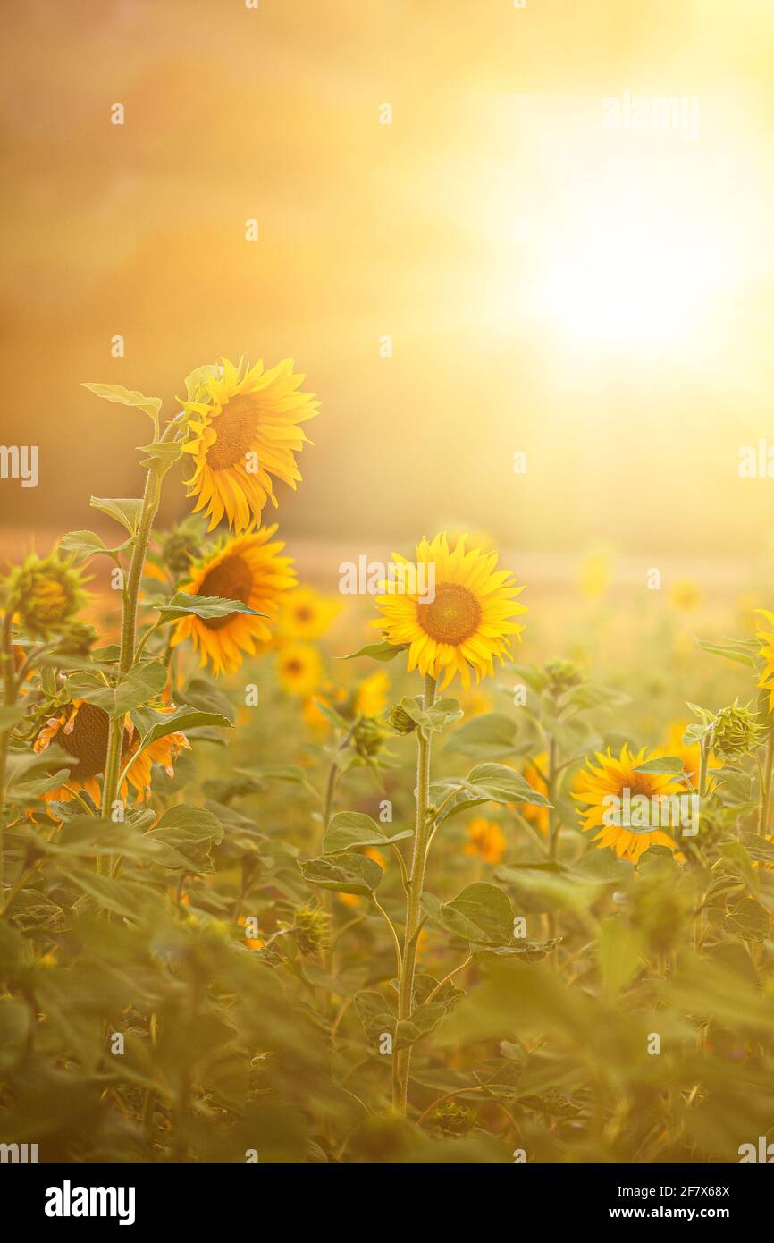 grand champ de tournesol avec des rayons de soleil en été Banque D'Images