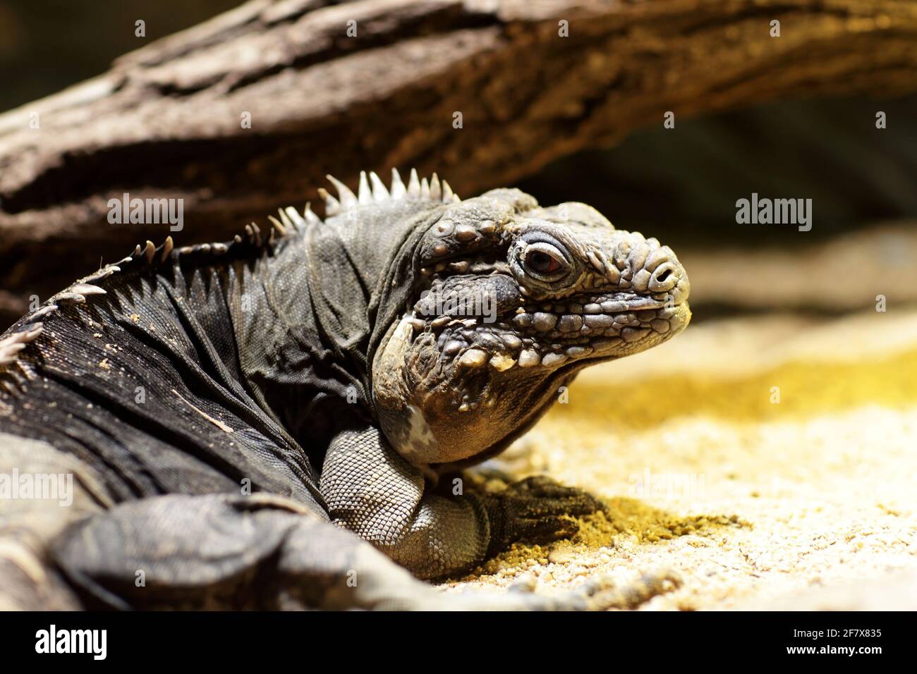 Vue sur l'iguana du sol cubain dans un zoo Banque D'Images