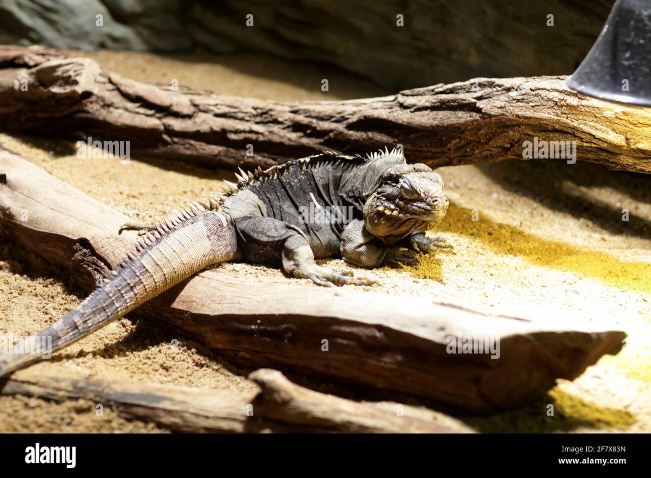 L'iguana terre cubaine dans un zoo Banque D'Images